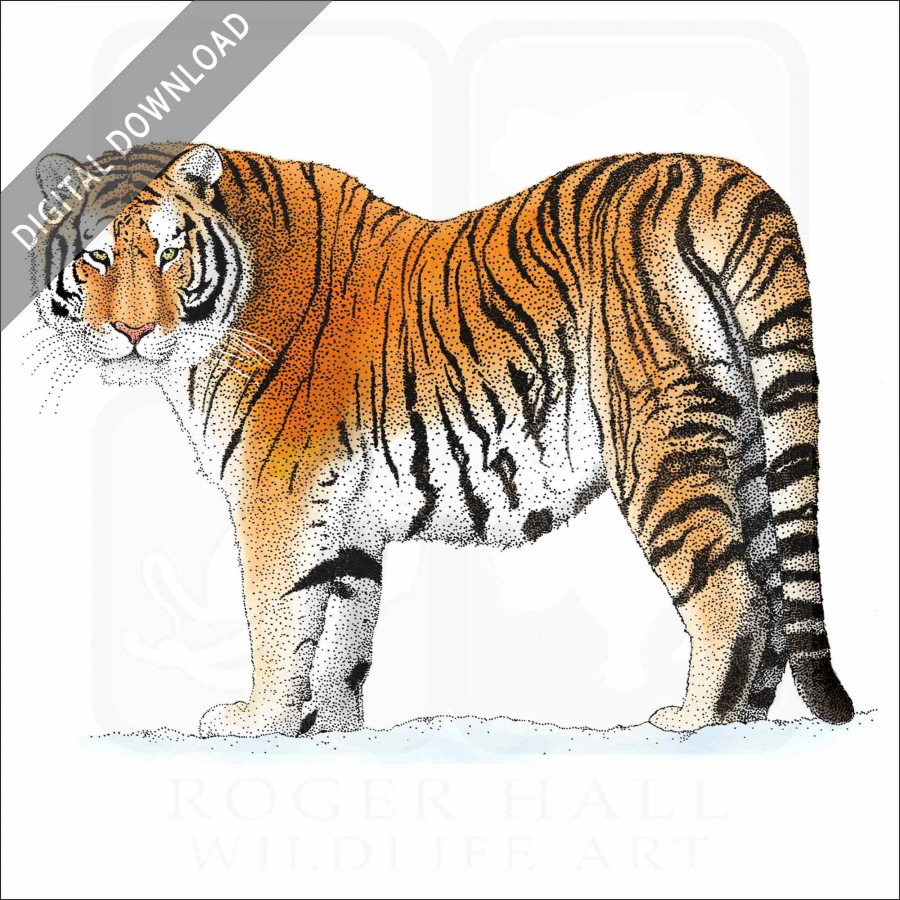 Stock Art Drawing of a Siberian Tiger