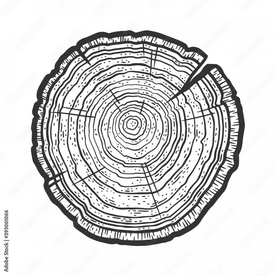 Tree cross section saw cut tree ring dating sketch engraving