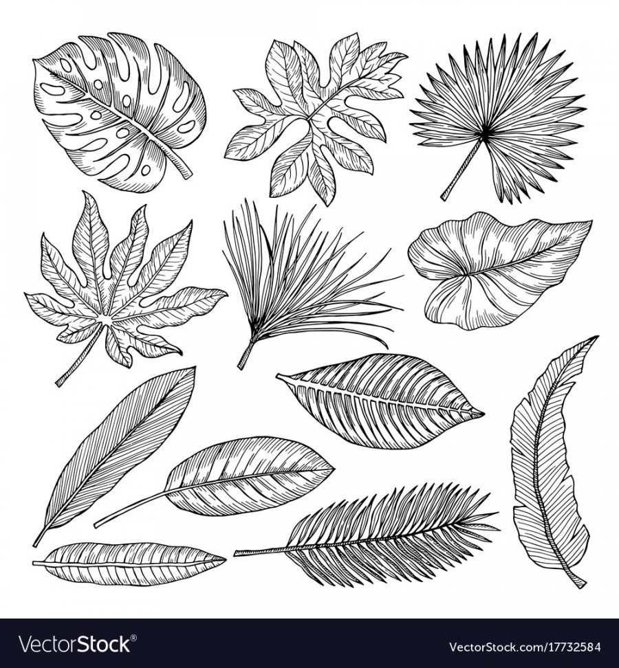 Tropical leaves and plants hand drawing Royalty Free Vector