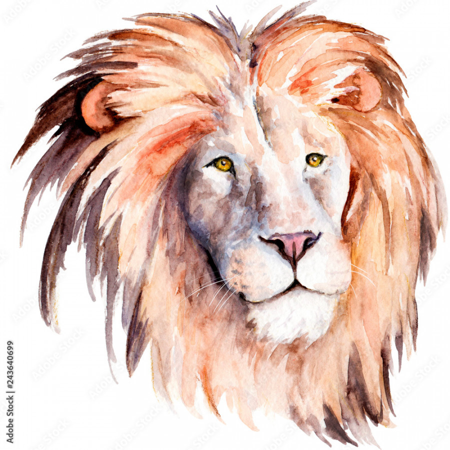 watercolor drawing of a lion