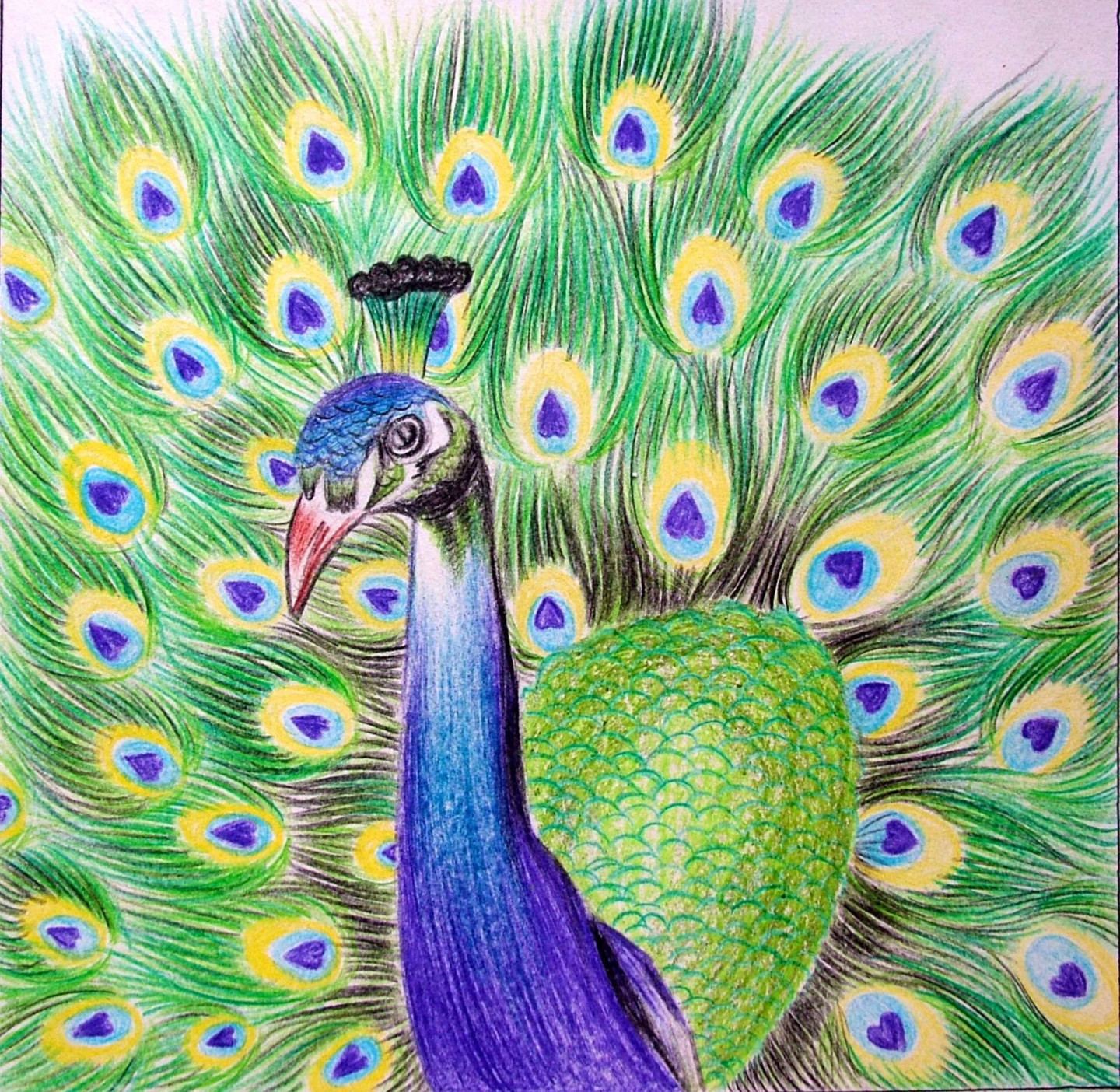 Zeichnungen, Enticing peacock drawing, Seite , Zeitgenössische