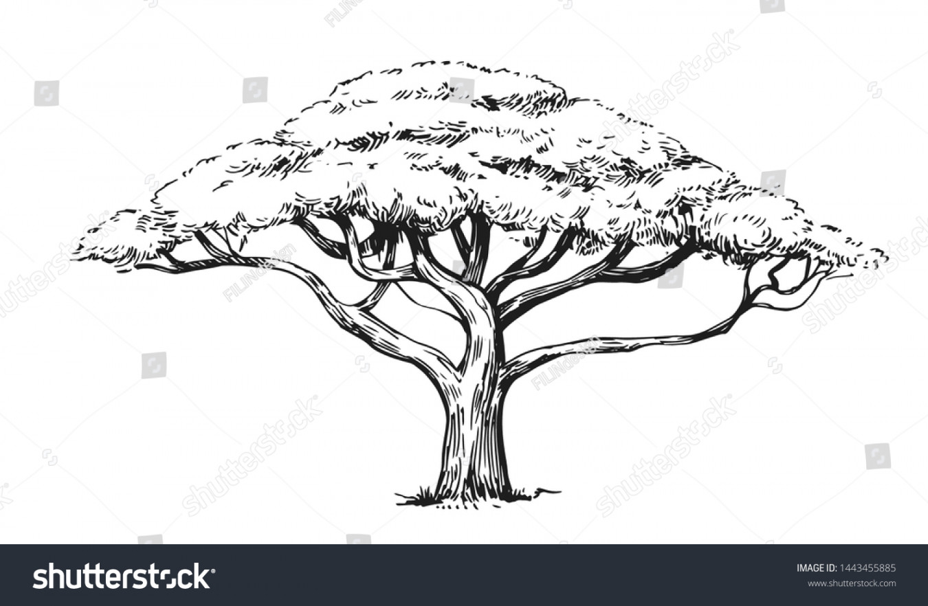 , Acacia Tree Sketch Images, Stock Photos, D objects