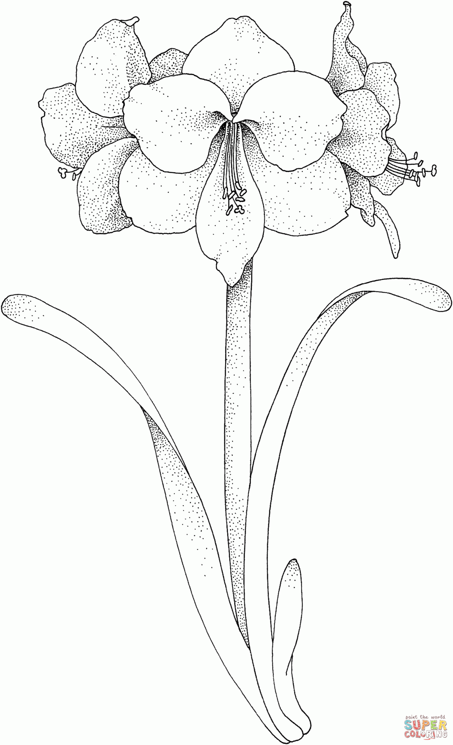 Amaryllis Flower coloring page  SuperColoring