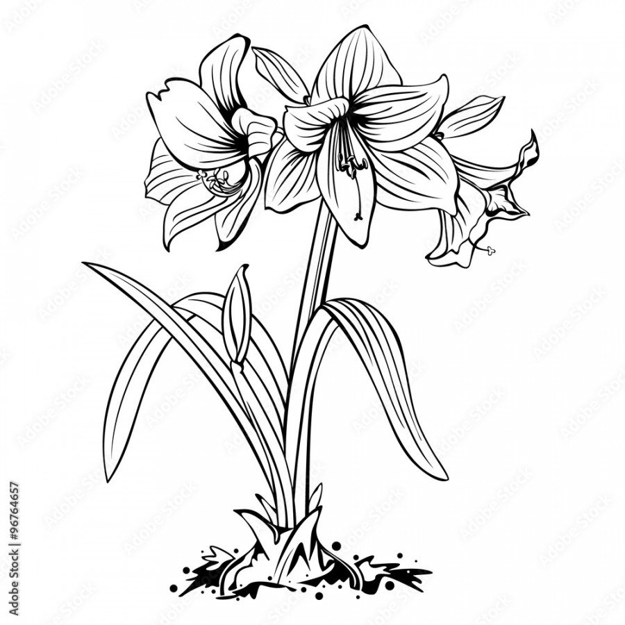 Amaryllis lily flowers line art drawing isolated Stock