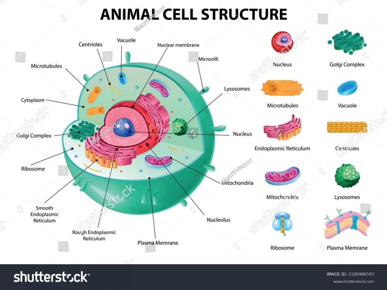 , Animal Cells Diagram Images, Stock Photos, D objects