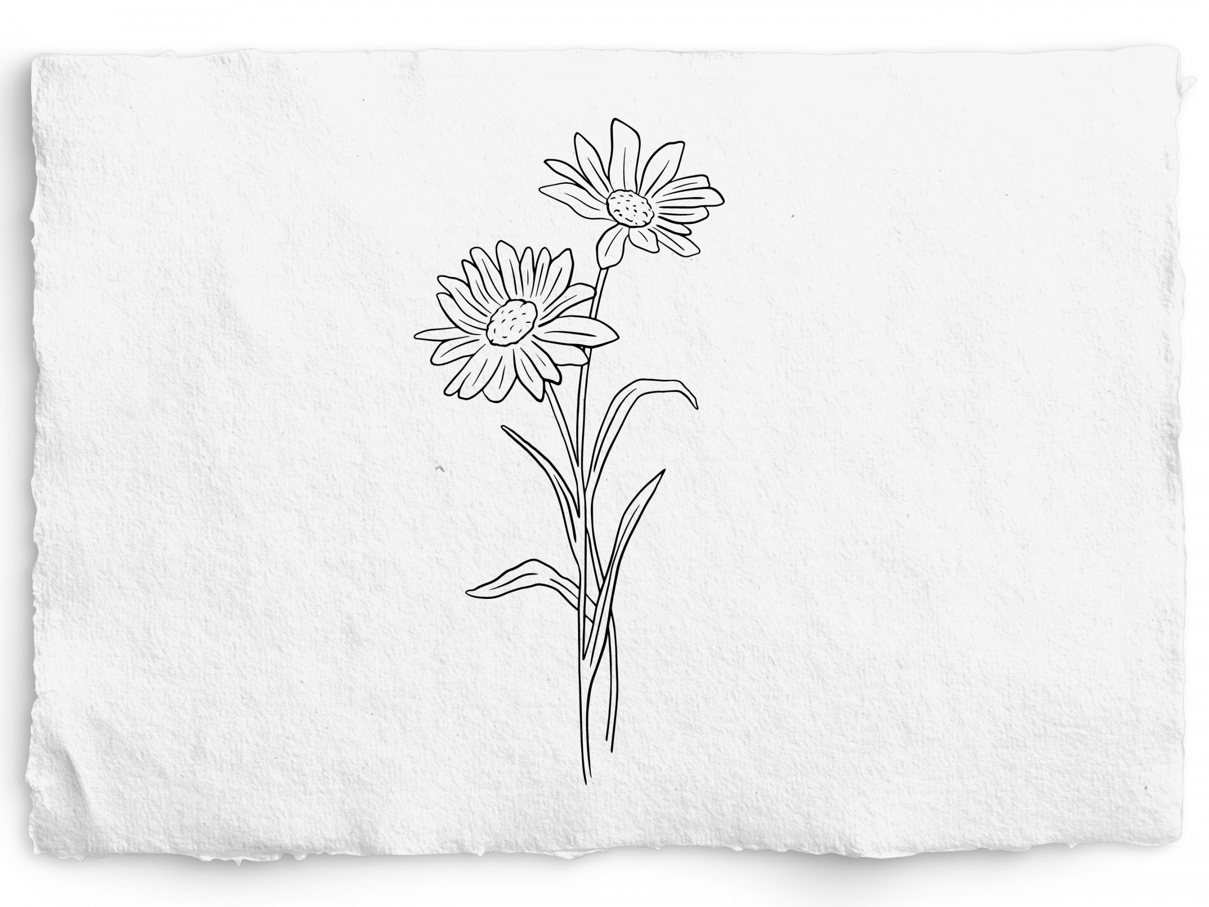 April Birth Month Flower SVG Birthday Flower PNG, Hand Drawn Daisy