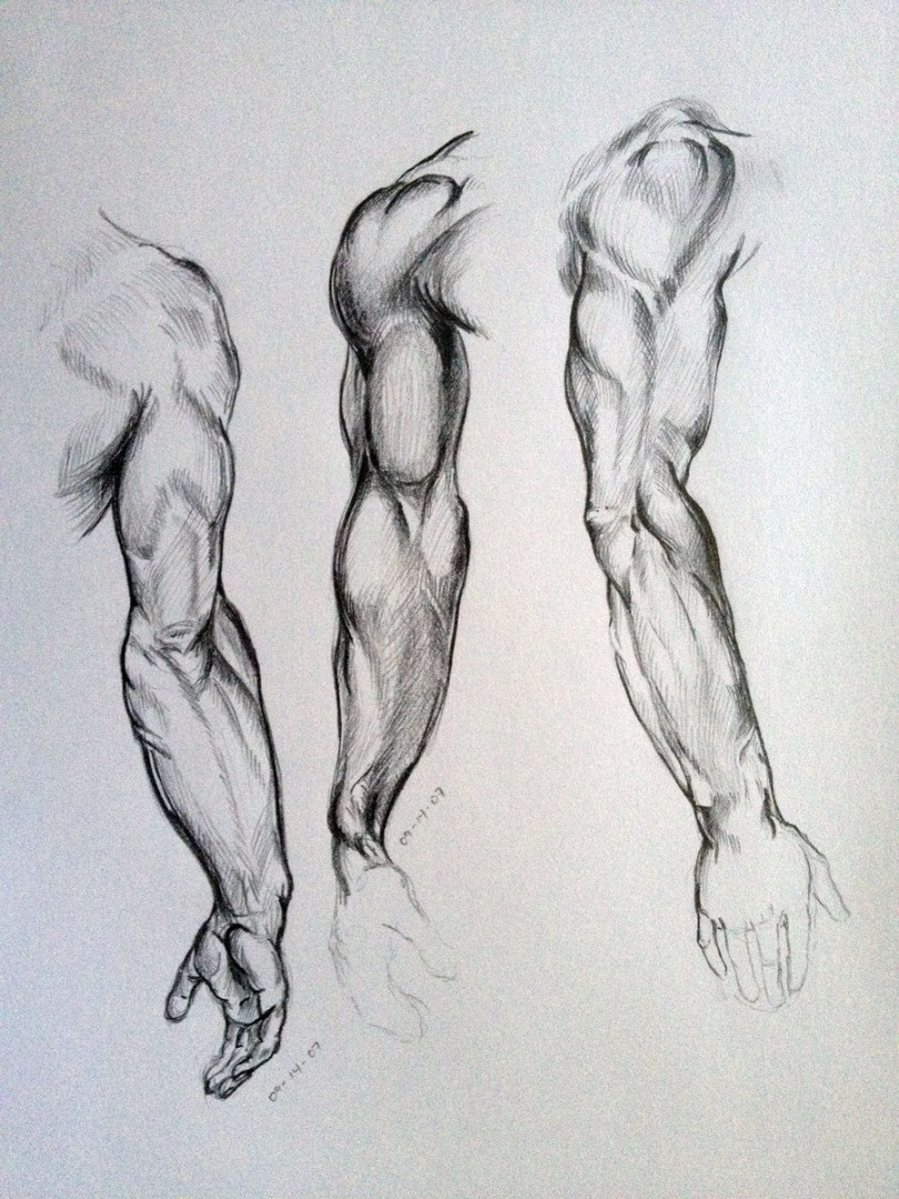 Arm Sketches  Anatomy sketches, Anatomy drawing, Human anatomy art