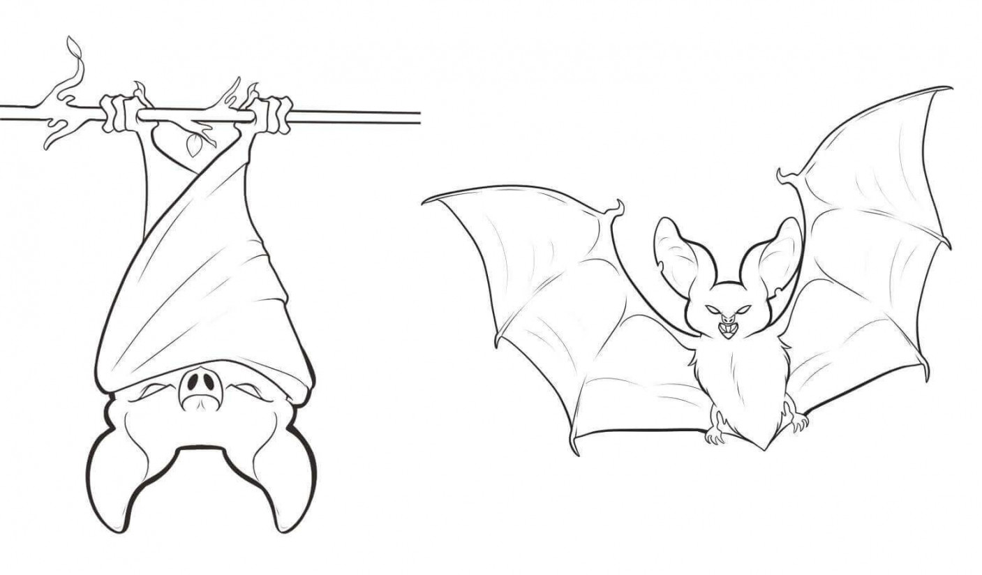 Bat Hanging Upside Down Coloring Page  Bat coloring pages, Animal