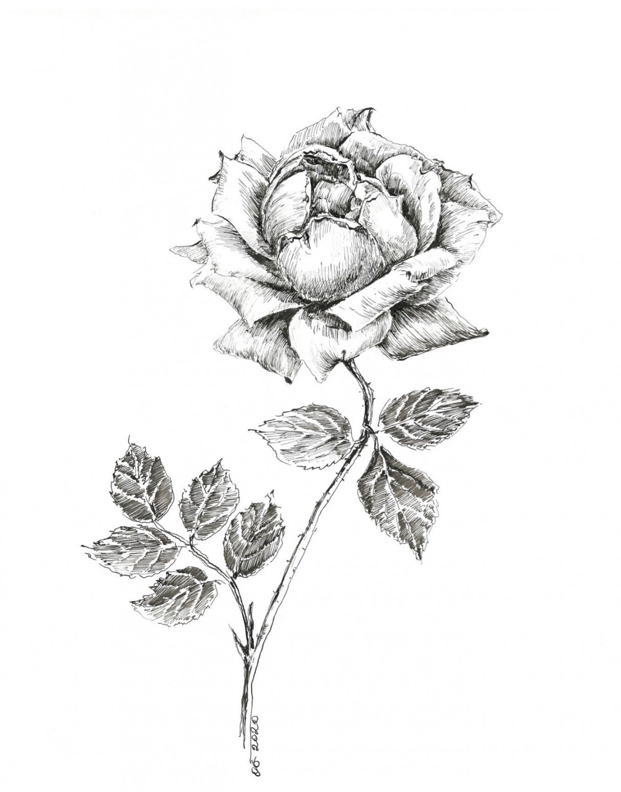 Black and white rose drawing, pen and ink sketch flowers, floral prints,  rose artwork, botanical art, floral pictures, rose illustration