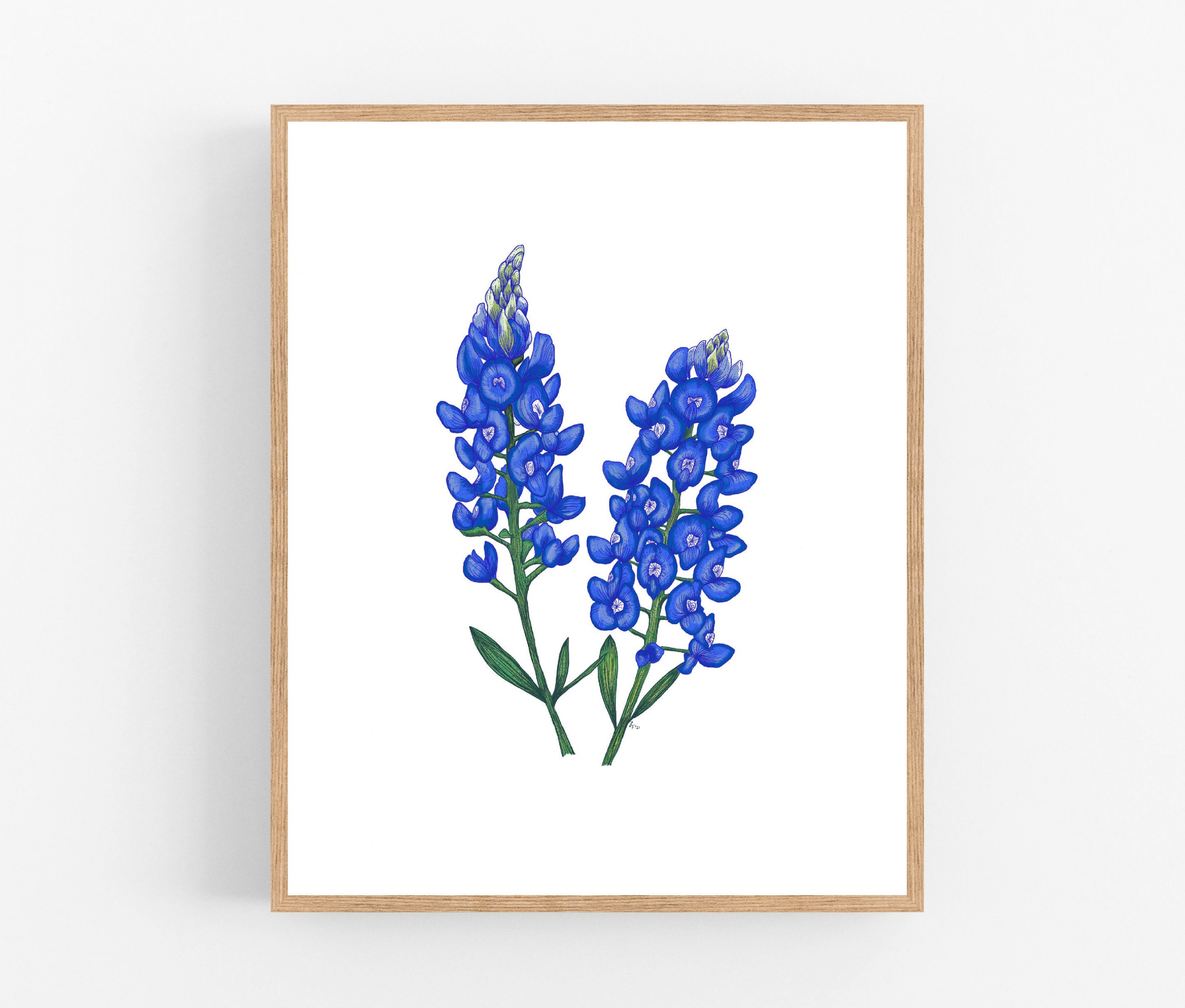 Bluebonnet Illustration / Printable / Art / Digital Download