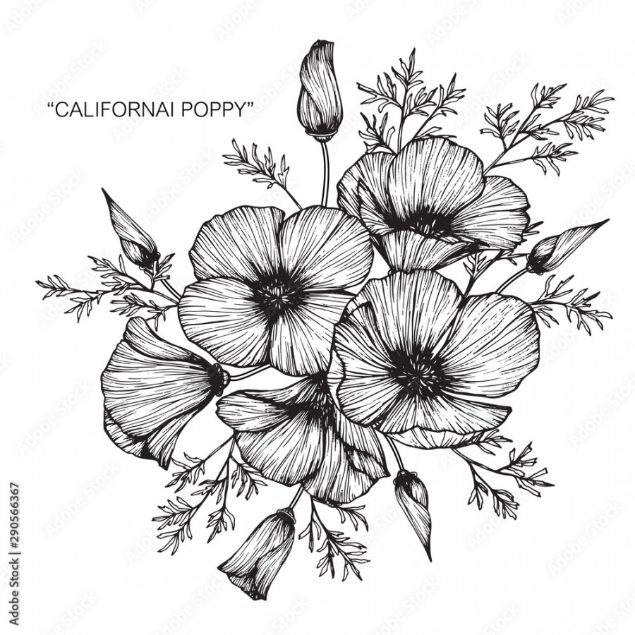 california poppy flower and leaf drawing illustration with line