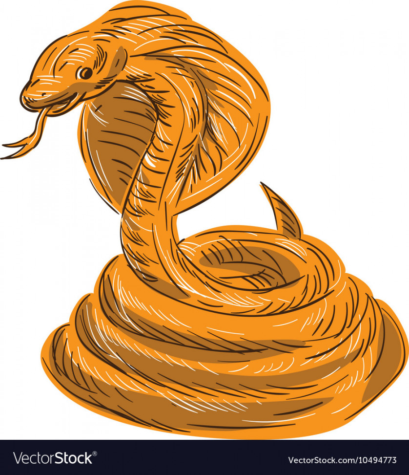 Cobra viper snake coiled drawing Royalty Free Vector Image