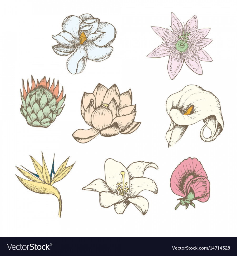 Colored drawing botanical exotic flowers set Vector Image