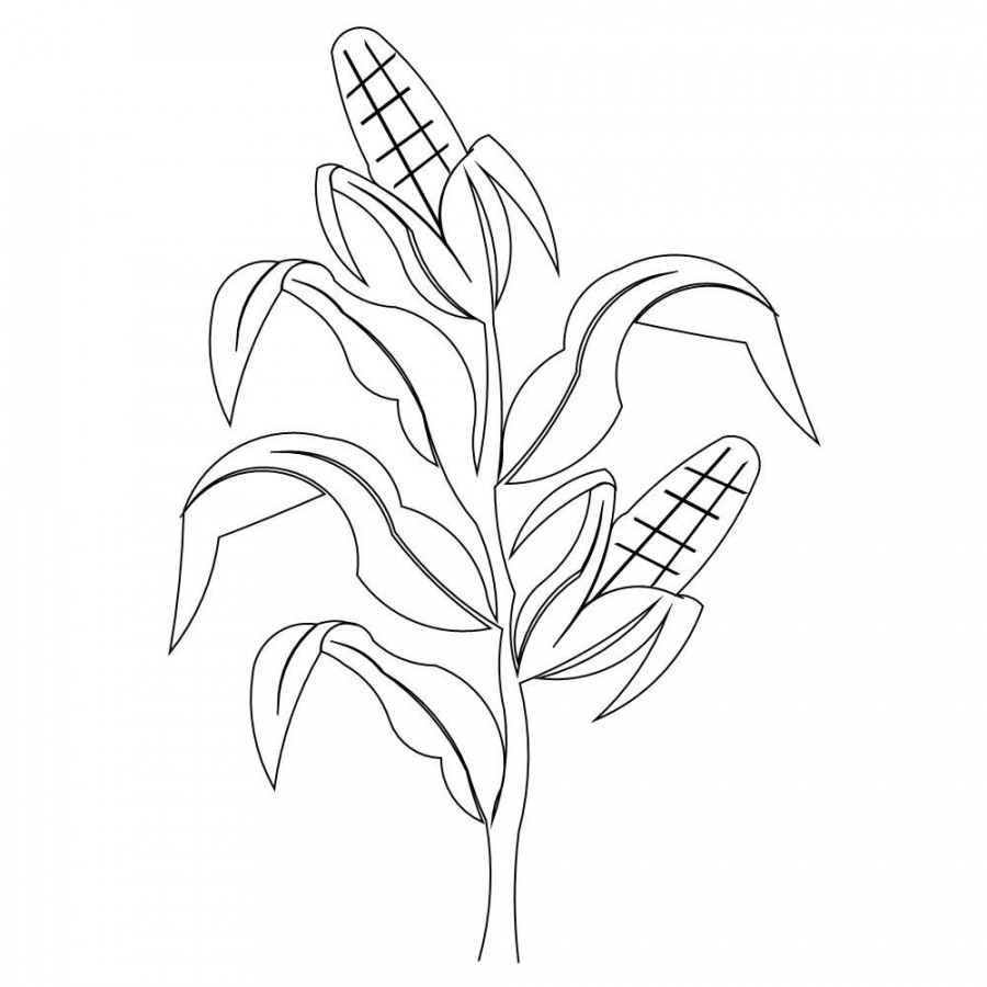 corn stalk drawing  Corn drawing, Drawings, Corn stalks