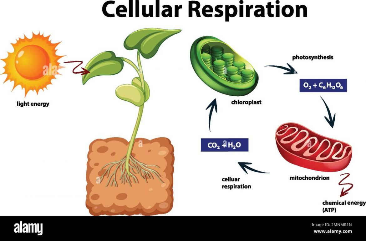 Diagram showing cellular respiration illustration Stock Vector