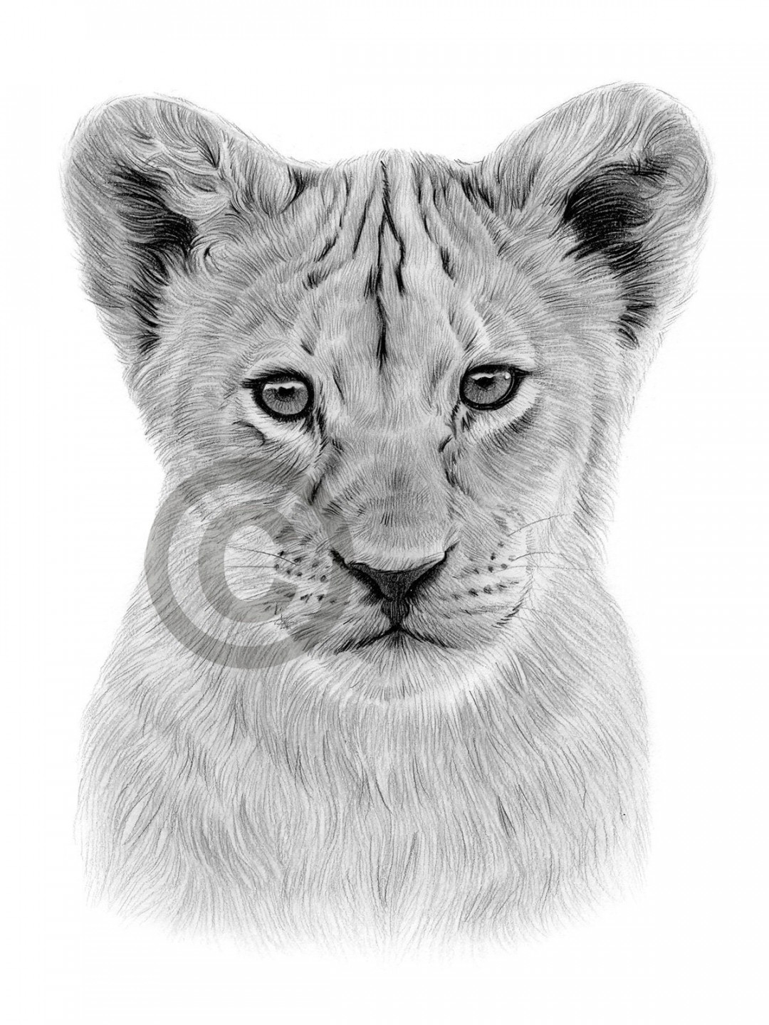 Digital Download Pencil Drawing of a Lion Cub Artwork by UK Artist