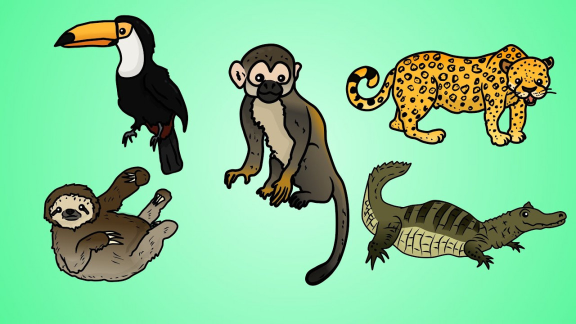 Draw Five: How to Draw Jungle Animals