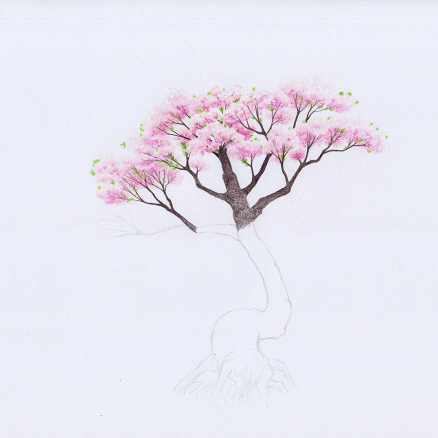 Drawing a Cherry Blossom Tree (Sakura)  How-to-Art