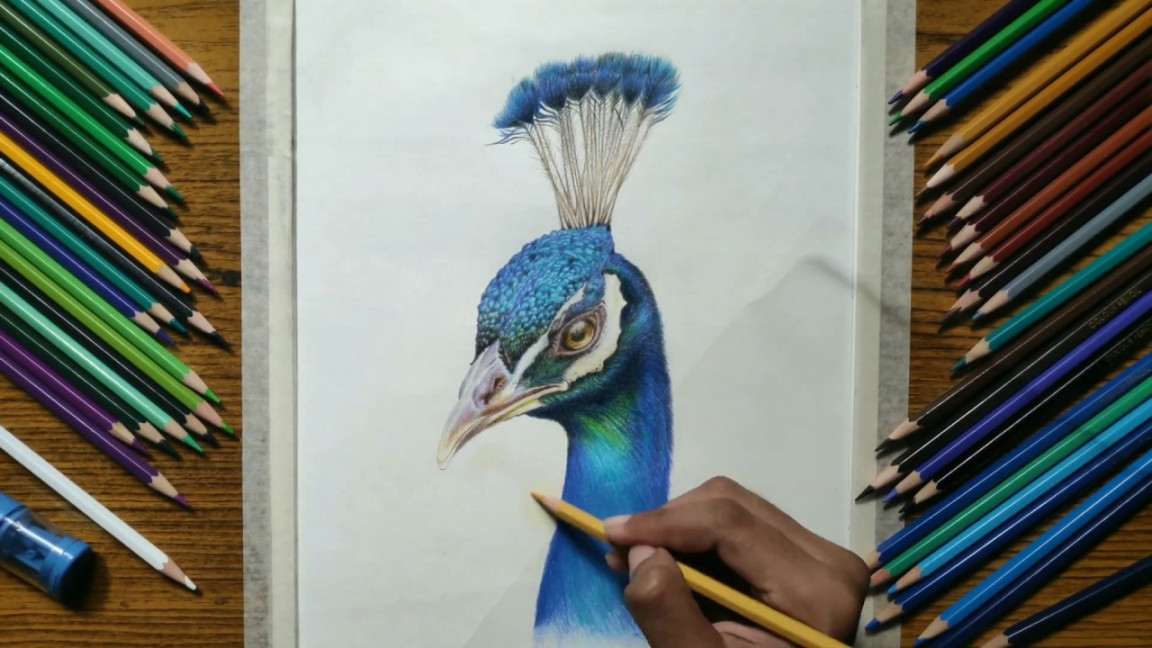 drawing realistic peacock - learn how to draw realistic drawing time lapse  (  )