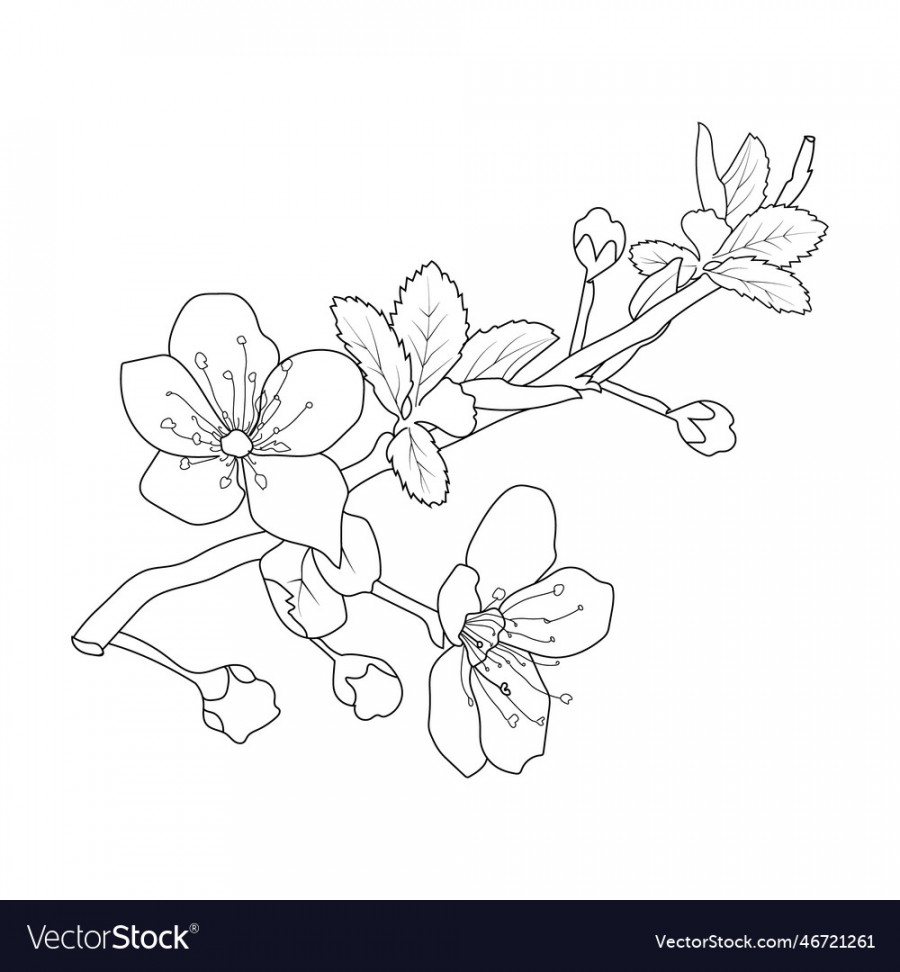 Drawing sakura flower cherry blossom outline Vector Image