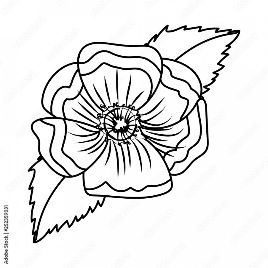 flower petals drawing Stock-Vektorgrafik  Adobe Stock