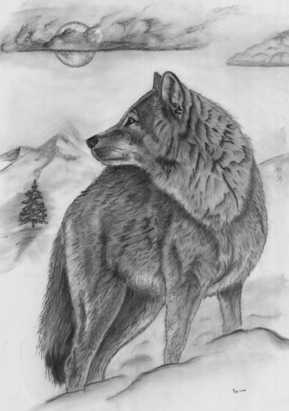 Full Body Wolf. Beautiful