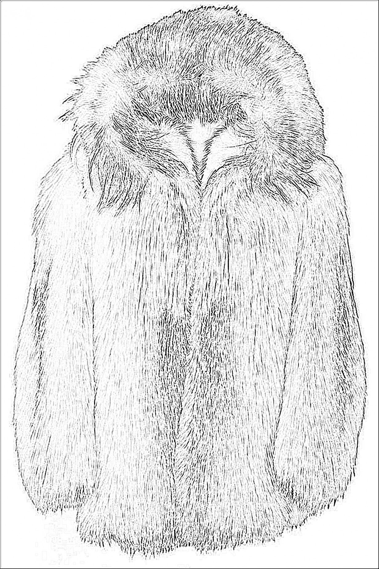 Fur Coat Sketch  Fashion design drawings, Fashion illustration