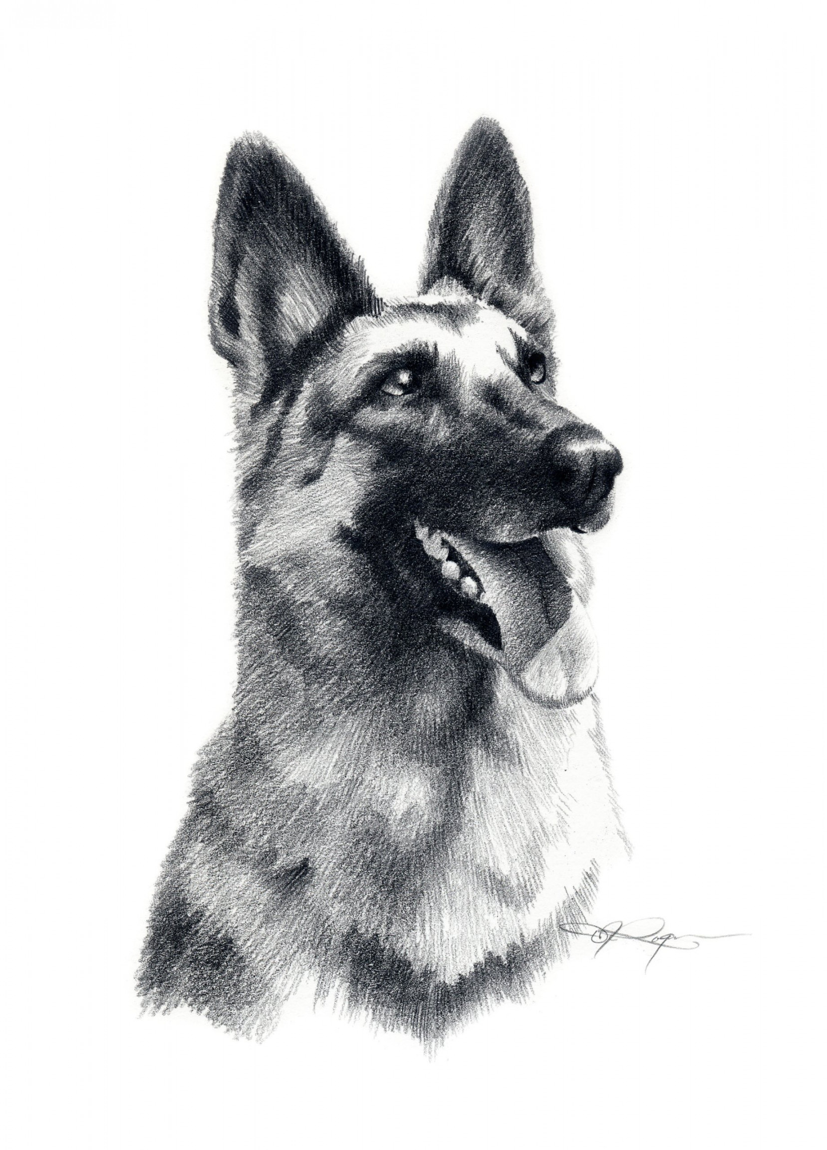 German Shepherd Art Print Pencil Drawing by Artist DJ Rogers