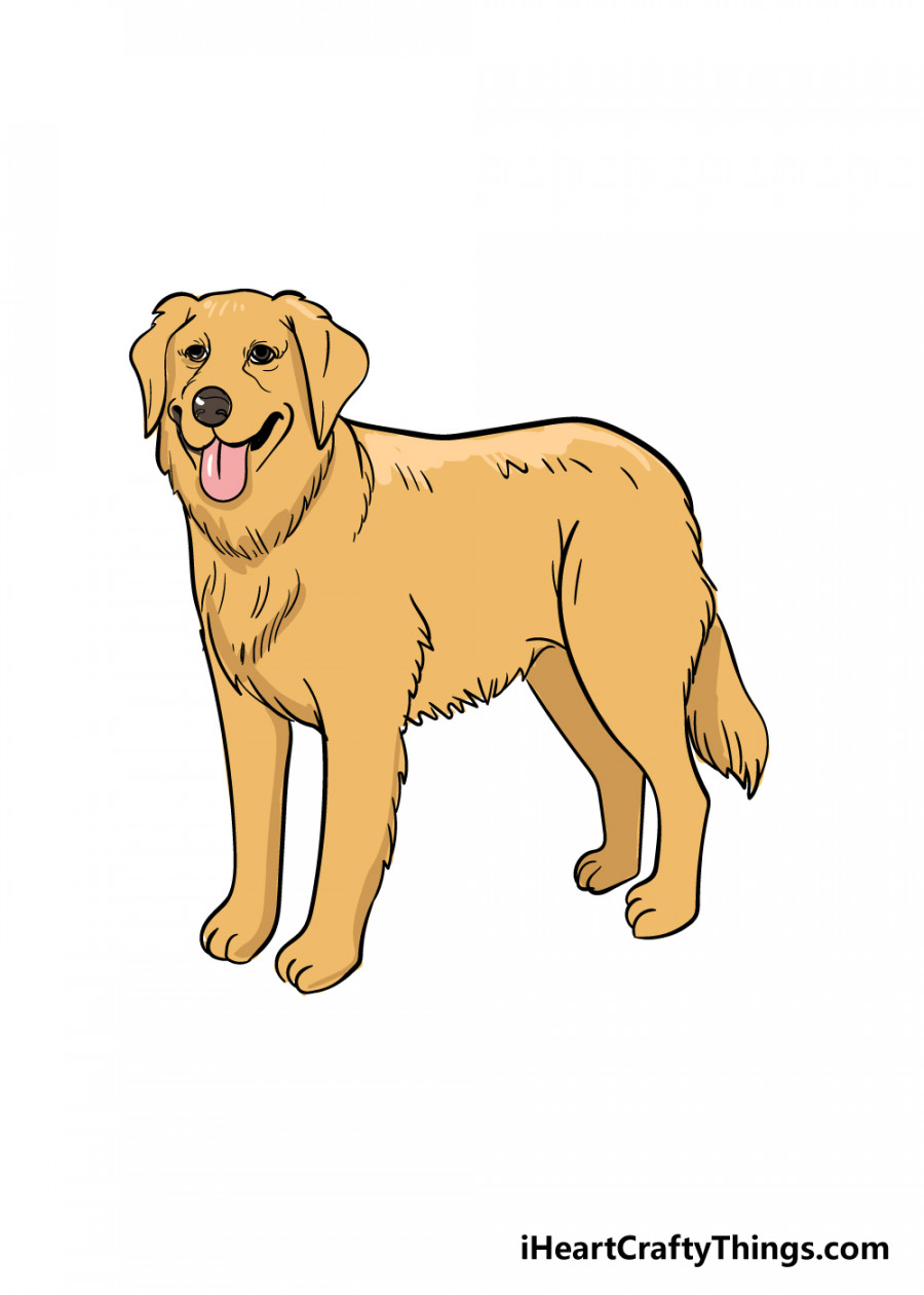 Golden Retriever Drawing - How To Draw A Golden Retriever Step By Step