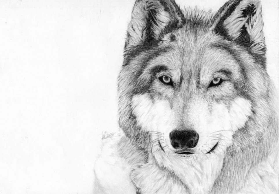 Gray Wolf Drawing Easy Images & Pictures  Cómo dibujar un lobo