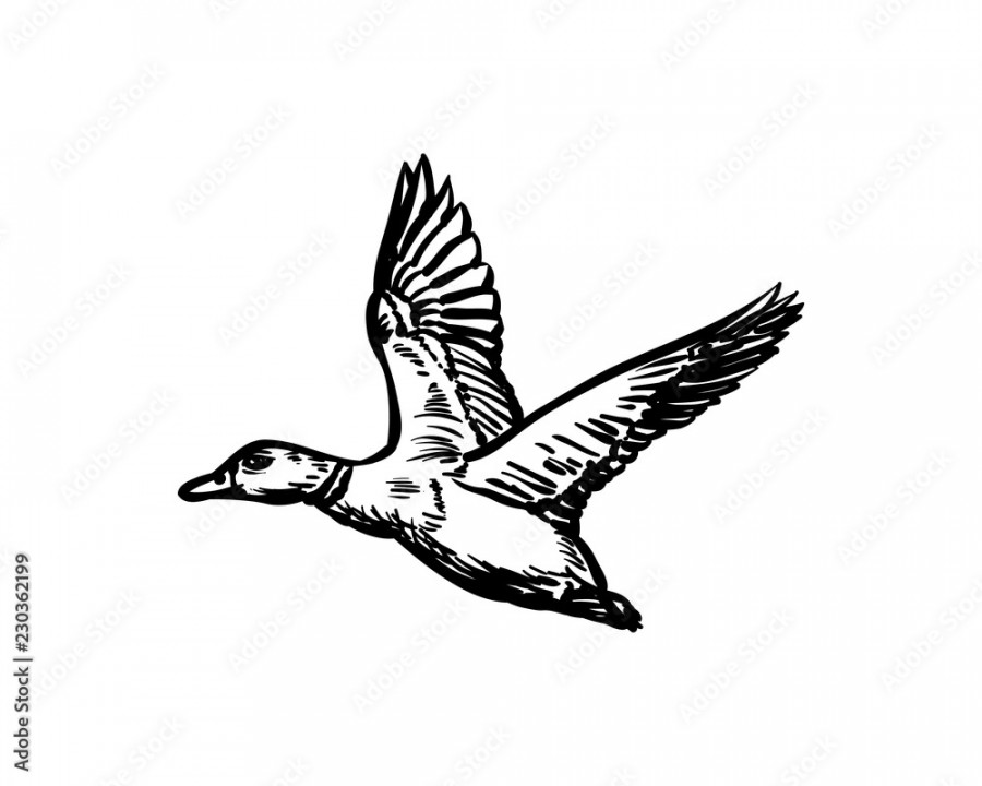 Hand Drawing Vector Flying Duck Animal Wild Sign Symbol Icon Logo