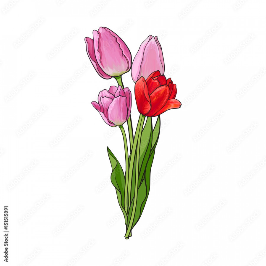 Hand drawn bunch of three side view pink tulip flower, sketch