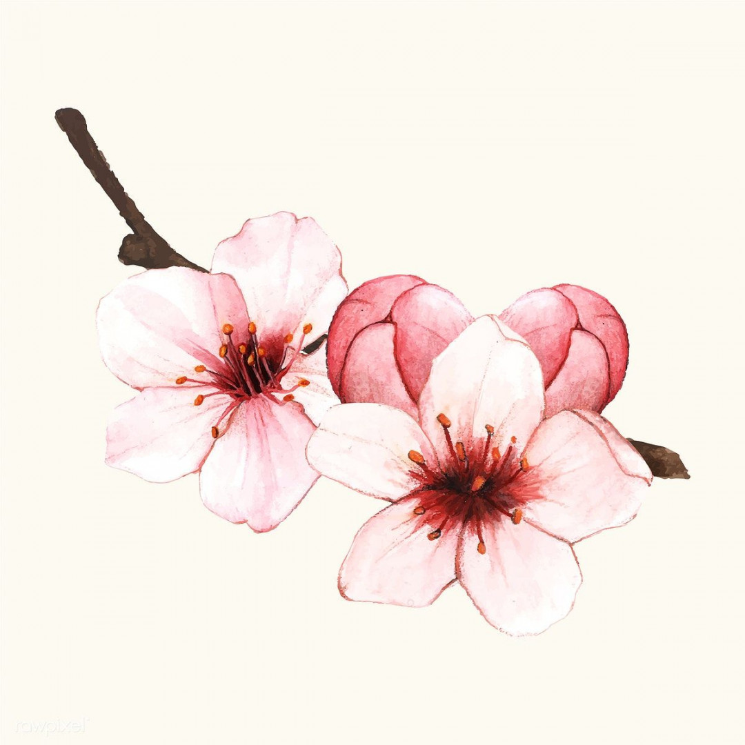 Hand drawn cherry blossom flower isolated  free image by rawpixel