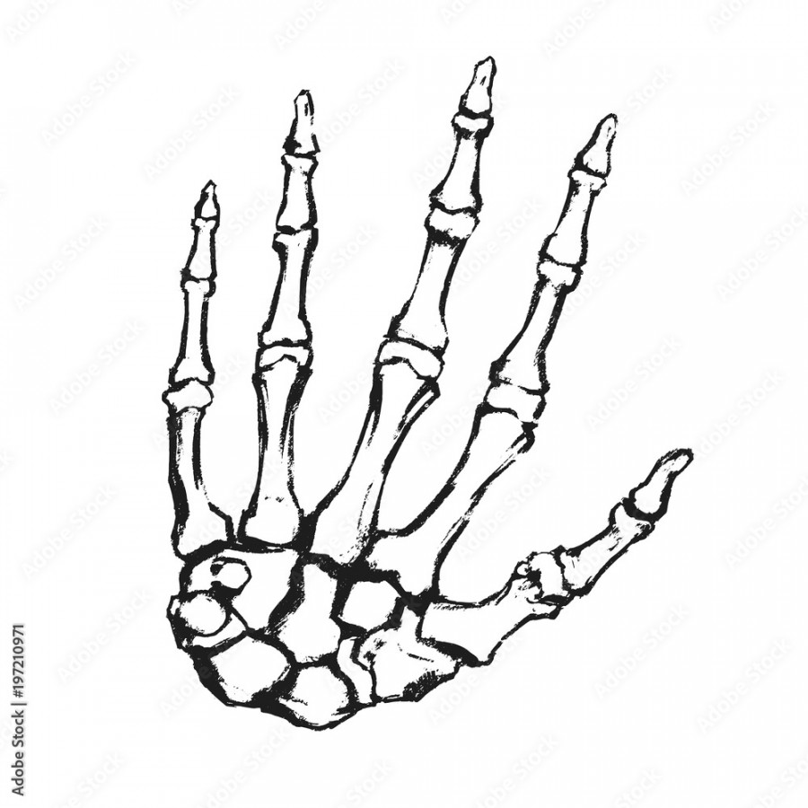 Hand drawn hand bones. Anatomical drawing