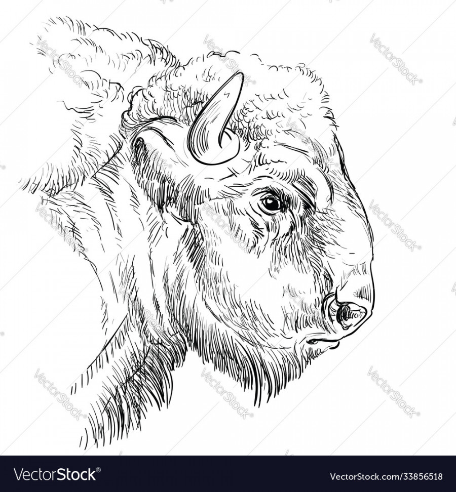 Head brutal bison hand drawing Royalty Free Vector Image