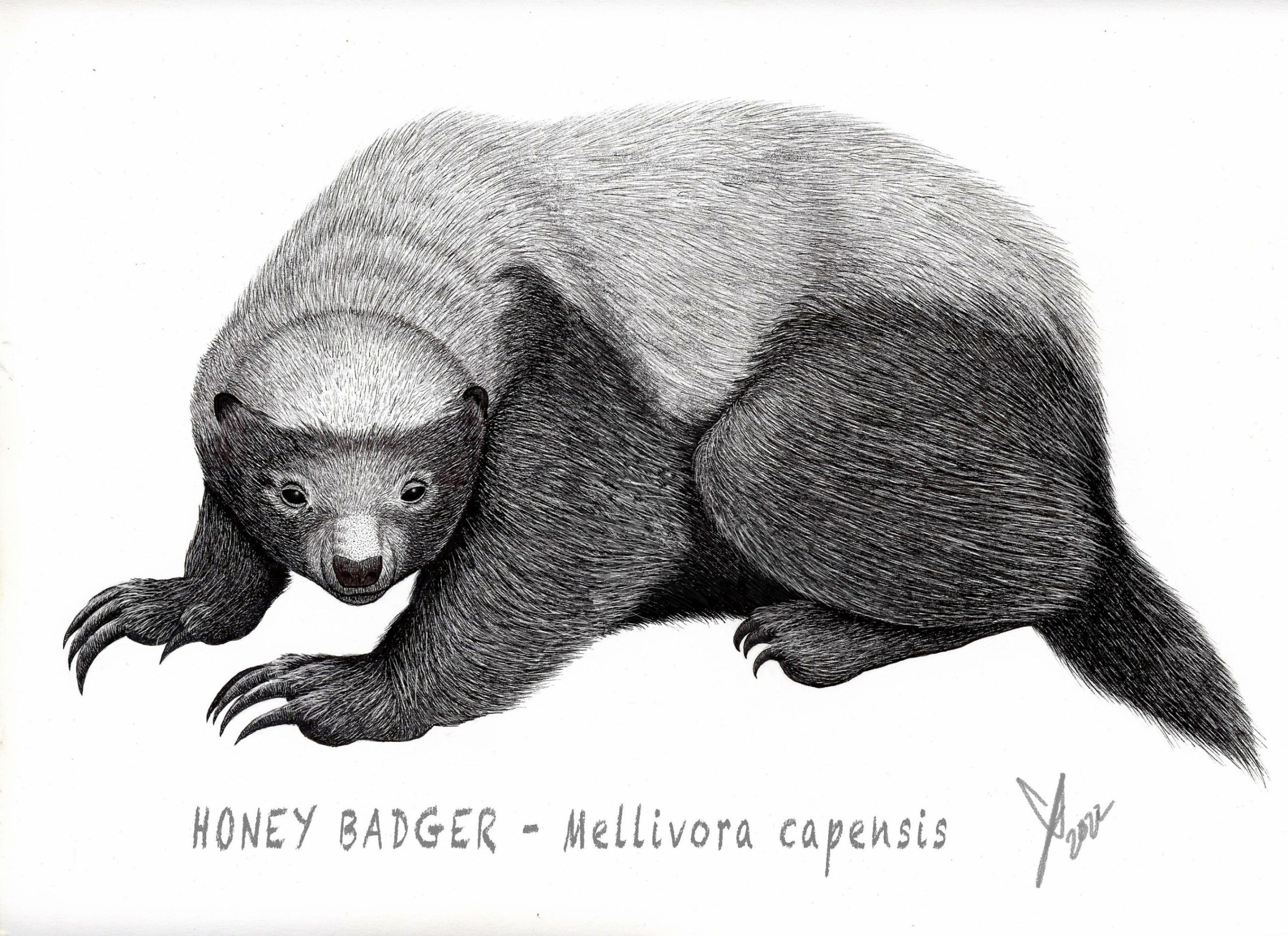 Honey Badger Drawing, Honey Badger Print, Badger Art