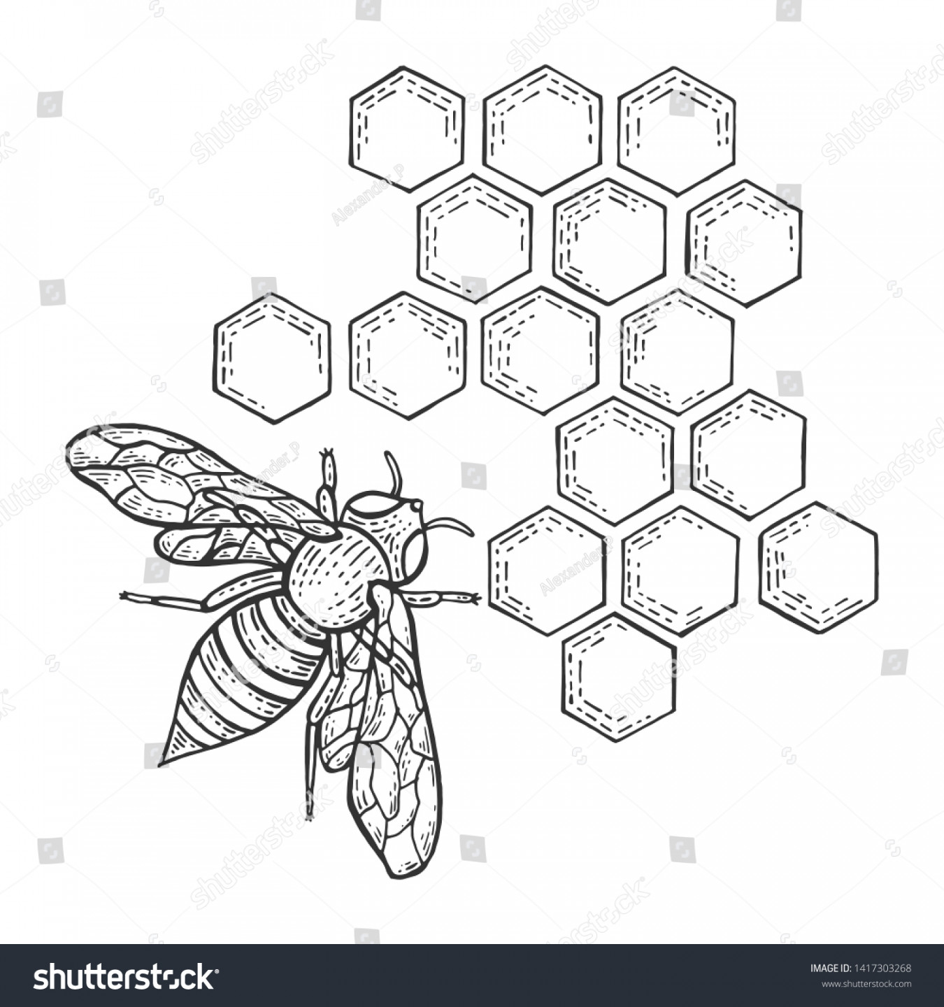 Honey Bee Honeycomb Insect Animal Sketch: Stock-Vektorgrafik