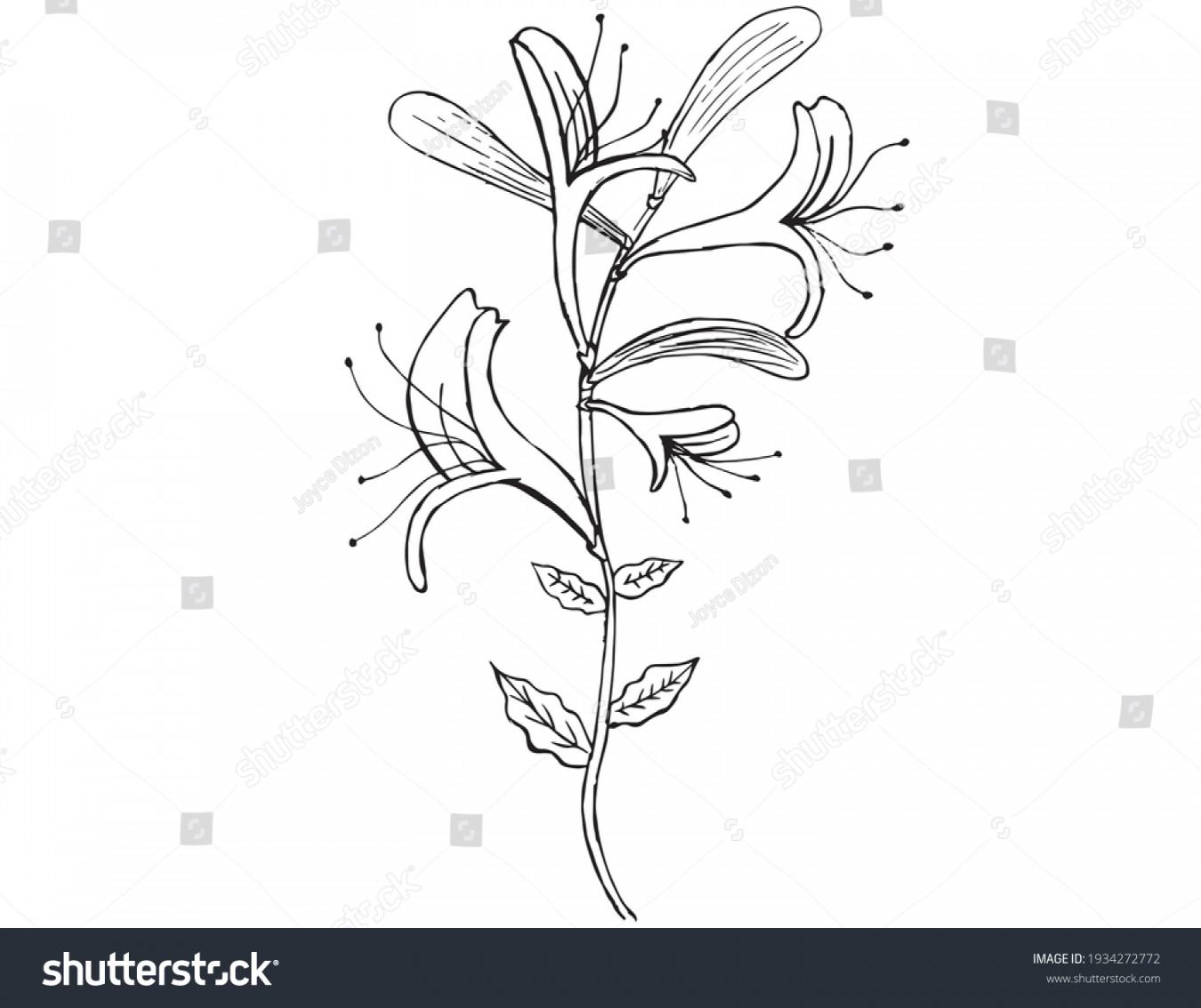 Honeysuckle Line Drawing Photos and Images  Shutterstock