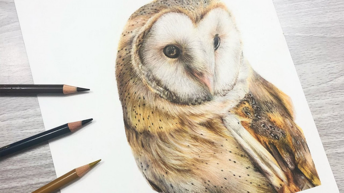 How To Draw a BARN OWL with COLORED PENCIL