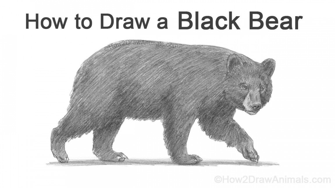 How to Draw a Bear (American Black Bear)