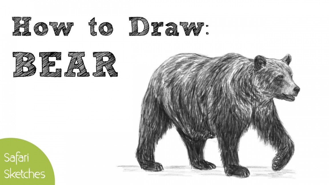 How to Draw a Bear  Realistic, Step by Step  (Grizzly Bear)