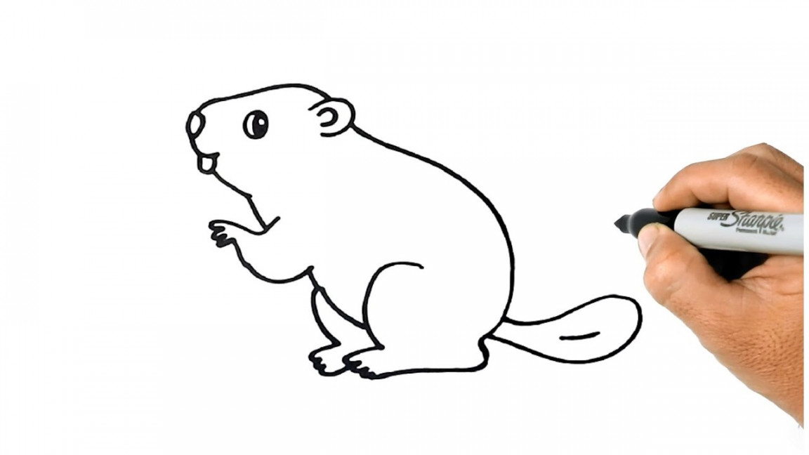 How to DRAW a BEAVER Easy Step by Step