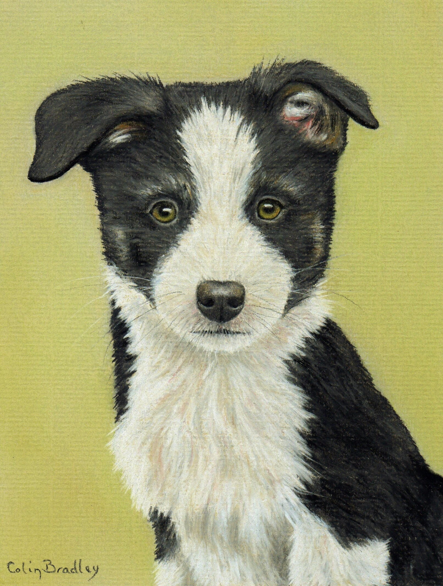 How to Draw a Border Collie Puppy using Pastel Pencils — The Colin