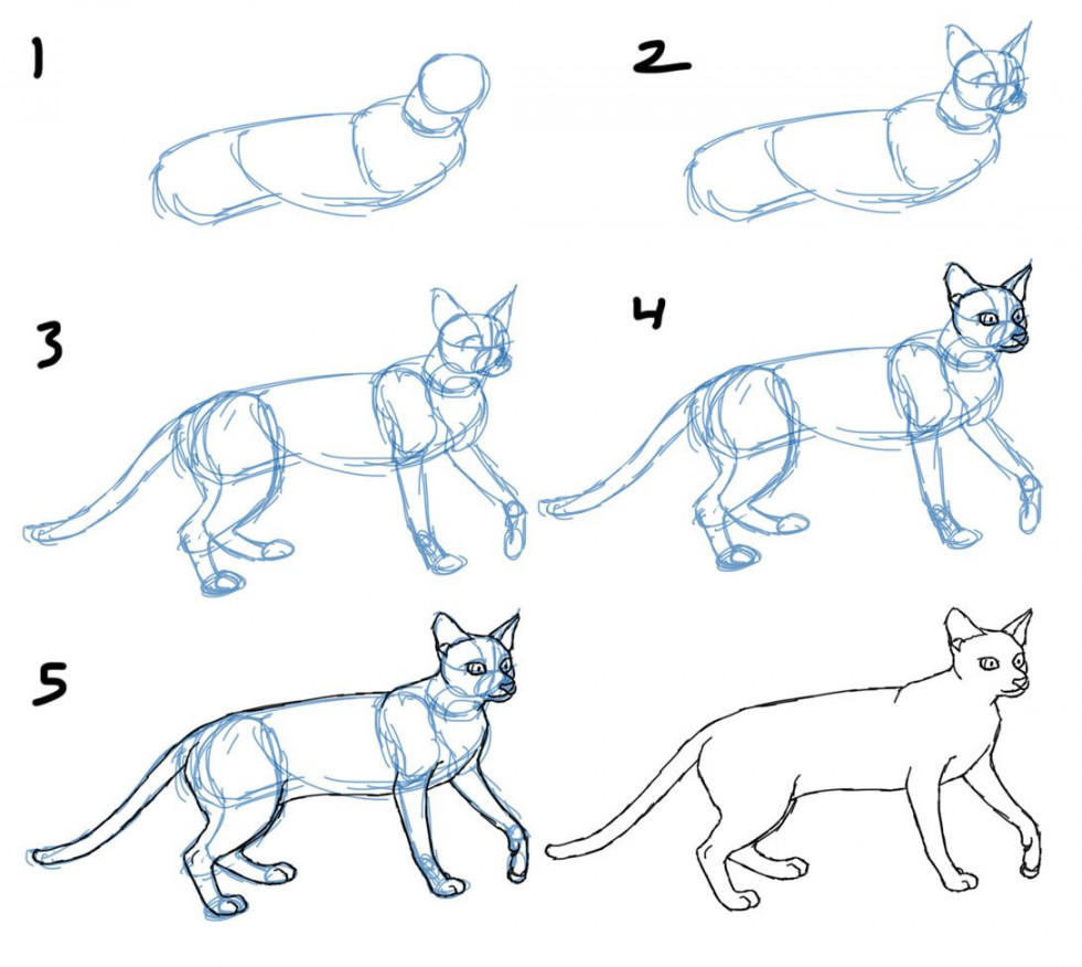 How to Draw a Cat Standing  Cat drawing, Cat sketch, Drawings