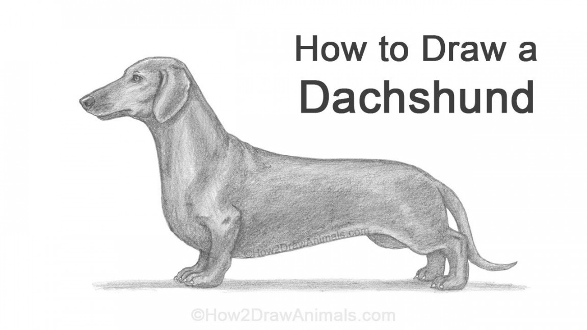 How to Draw a Dog (Dachshund)