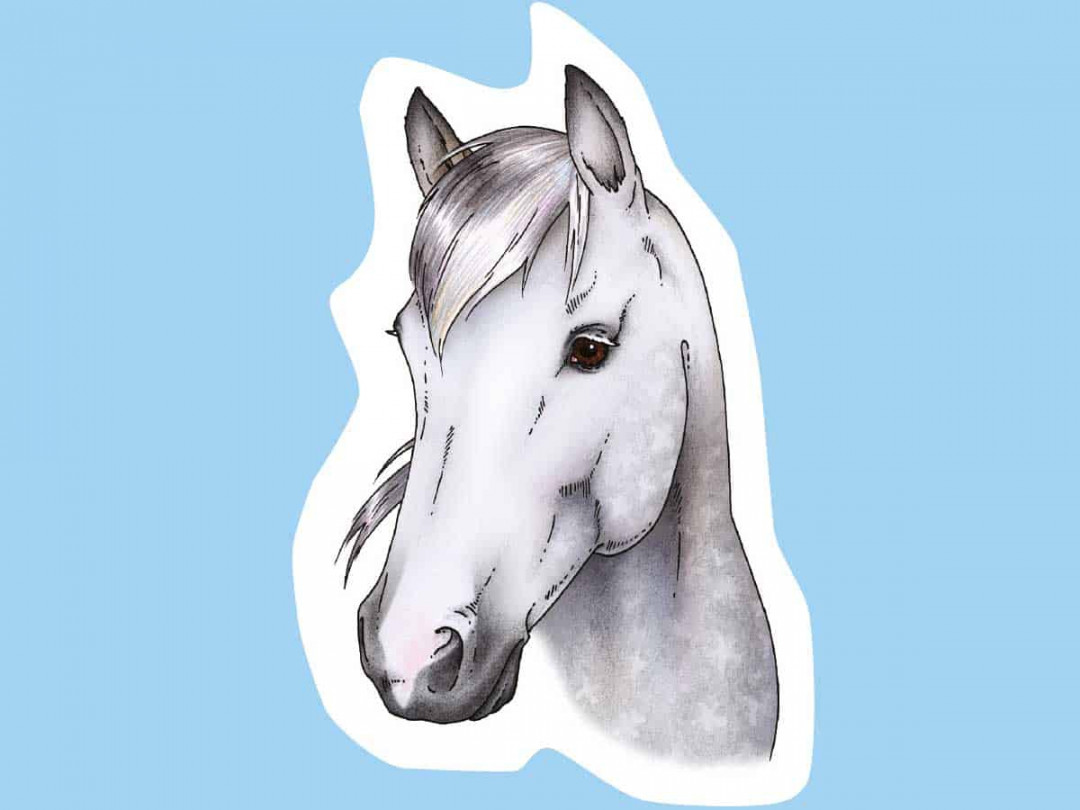 How to draw a horse