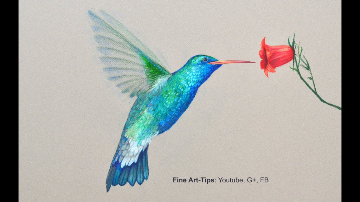 How to Draw a Hummingbird - Drawing With Color Pencils