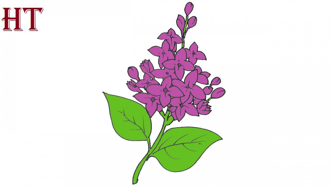 How to draw a Lilac flower