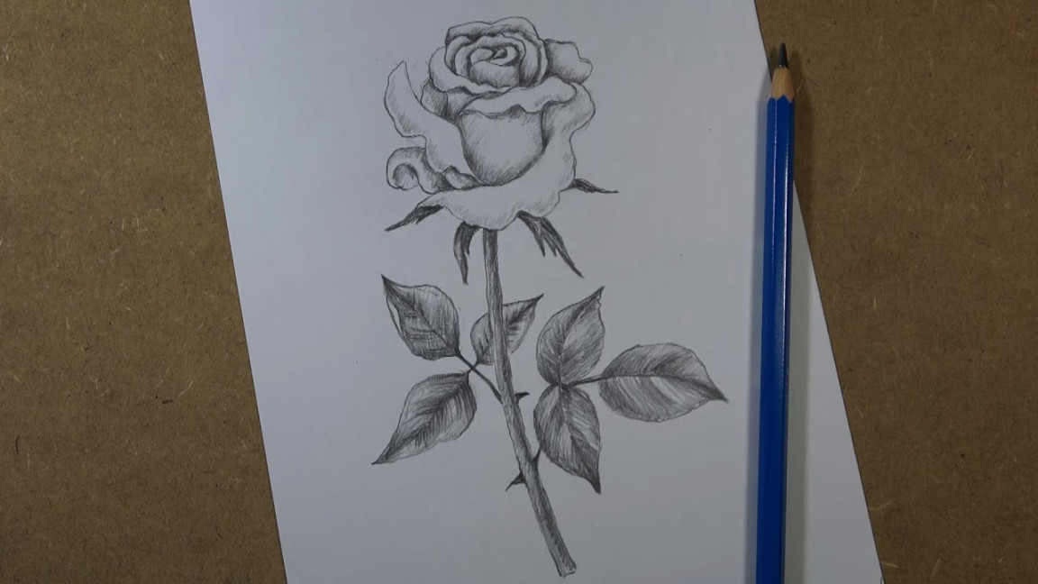 How to draw a realistic rose step by step  Pencil