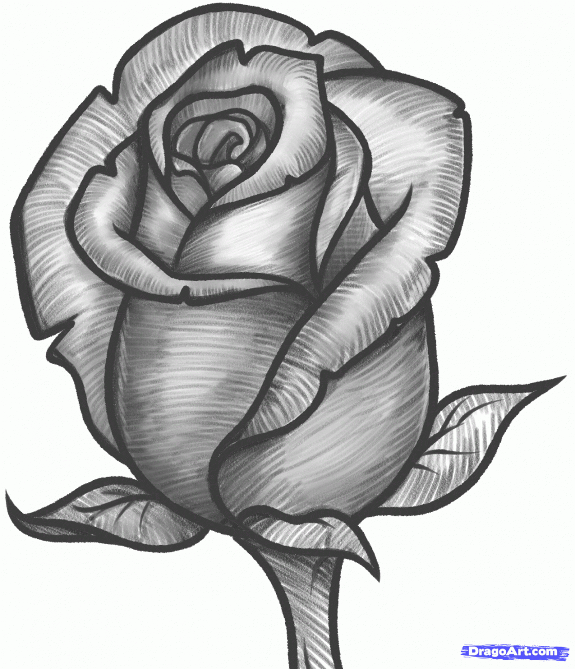 how to draw a rose bud, rose bud step   Rose sketch, Roses